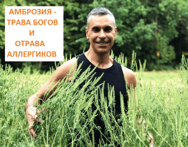 Аллергия на амброзию: как я от неё избавился на раз — и навсегда