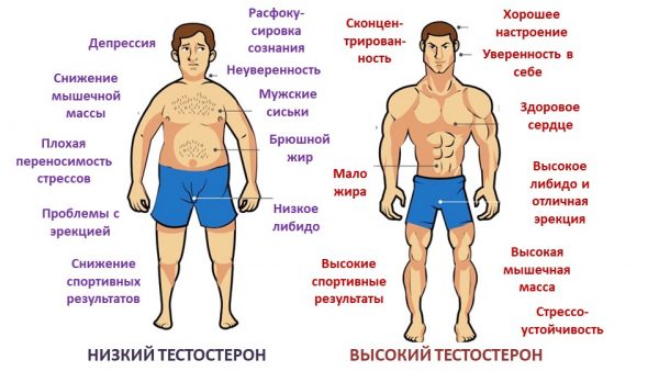 Организм мужчины в картинках