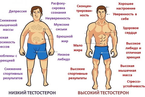 Действительно ли у мужчин-вегетарианцев выше потенция?