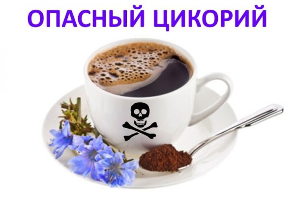 Вредный полезный цикорий