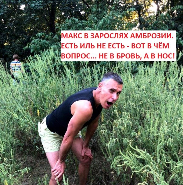 Аллергия на амброзию лечение